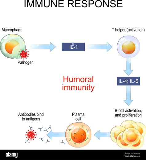 inmunidad humoral